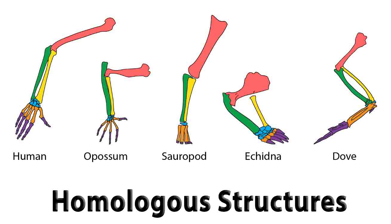 Homologous Structures