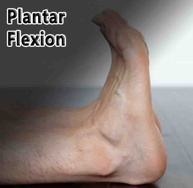 Plantar Flexion